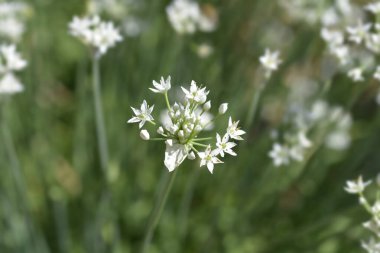 İnce sahte sarımsak tomurcuğu - Latince adı - Nothoscordum gracile