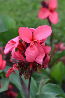 Can 't Nilüfer Tropikal Gül - Latince adı - Can' t x generalis Tropikal Gül