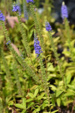 Dikenli Speedwell Ulster Mavi Cüce Çiçekleri - Latince adı Veronica Spicata Ulster Mavi Cüce