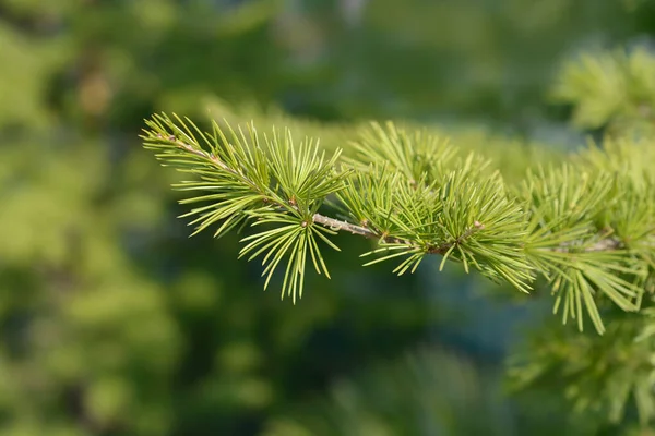 Atlas Cedar Branch Latin Name Cedrus Atlantica — Stock Photo, Image