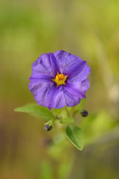 Голубой Картофельный Цветок Латинское Название Lycianthes Rantonnetii Solanum Rantonetti — стоковое фото