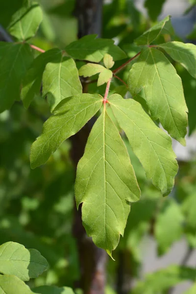 Hojas Arce Corteza Papel Nombre Latino Acer Griseum —  Fotos de Stock