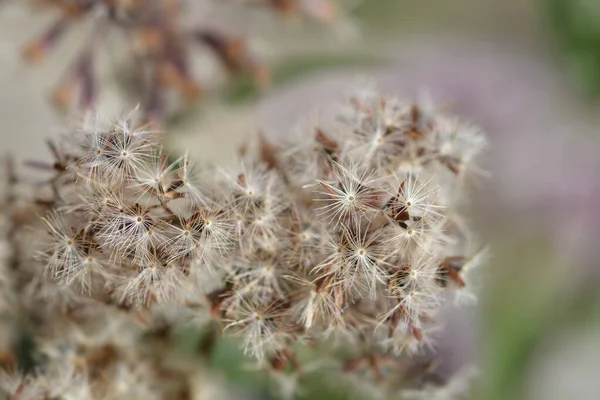 Hemp Agrimony Seeds Latin Name Eupatorium Cannabinum — Stock Photo, Image