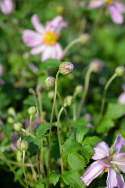 Japanese Anemone Pretty Lady Emily Flower Bud Latin Name Anemone — Stock Photo, Image