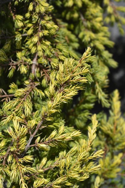 Juniper Goldschatz Branch Latin Name Juniperus Communis Goldschatz — Stock Photo, Image