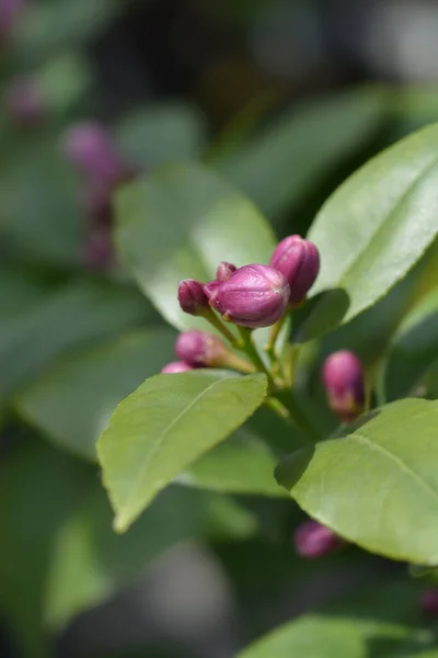 Lemon Flower Buds Latin Name Citrus Limon — Stock Photo, Image