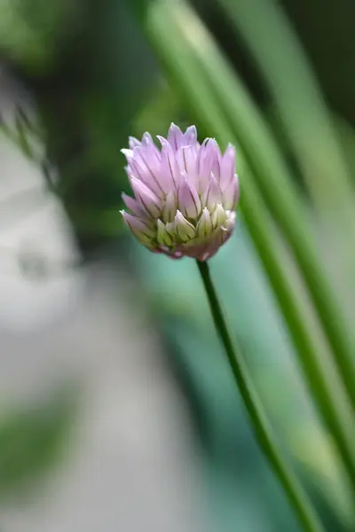 Цветок Лука Латинское Название Allium Schoenoprasum — стоковое фото