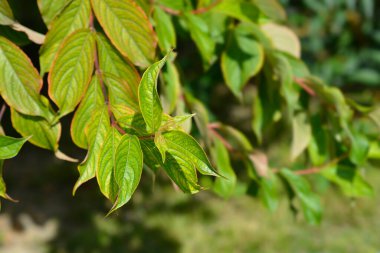 Eski moda Weigela yaprakları - Latince adı - Weigela Florida