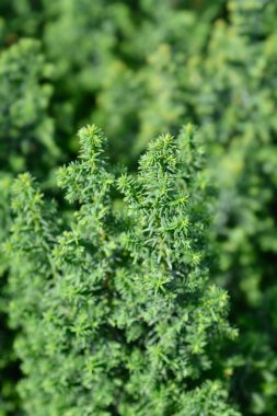 Üst Atlantik beyaz selvi - Latince adı Chamaecyparis thyoides