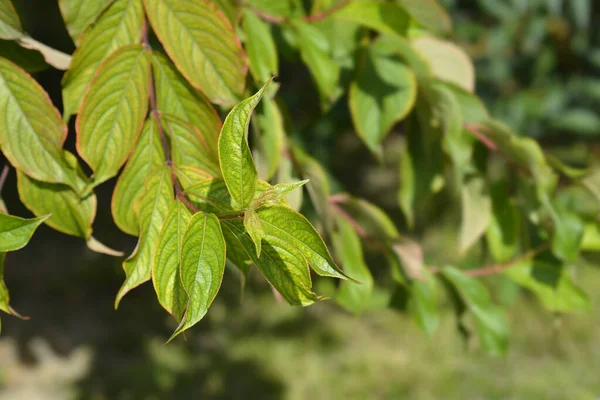 Staromodne Liście Weigela Łacińska Nazwa Weigela Florida — Zdjęcie stockowe