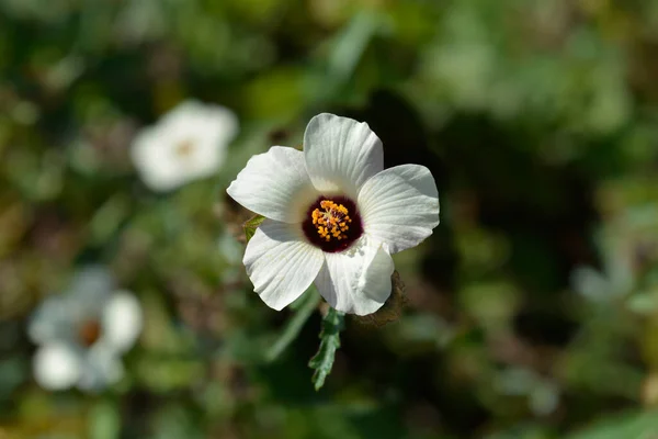 Flower Hour Latin Name Hibiscus Trionum — Stock Photo, Image