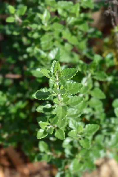 Yellow Germander Leaves Latin Name Teucrium Flavum — Stock Photo, Image