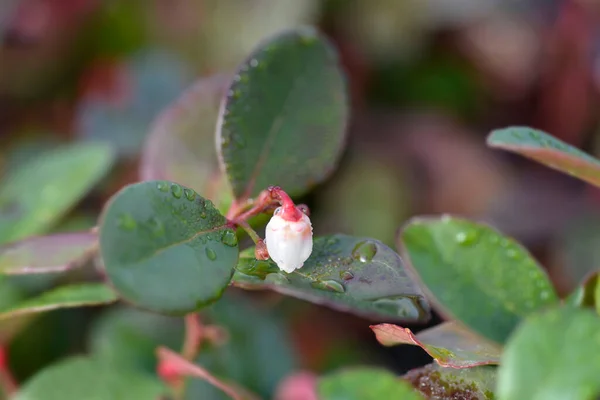 Amerikaanse Wintergroene Big Berry Bloemen Latijnse Naam Gaultheria Procumbens Big — Stockfoto