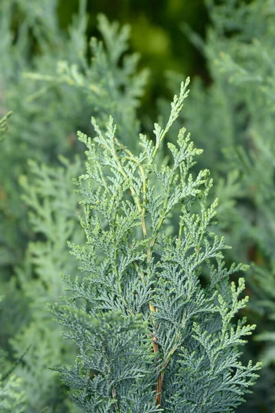 Lawsons Cypress Columnaris Glauca Latin Name Chamaecyparis Lawsoniana Columnaris Glauca — Stock Photo, Image