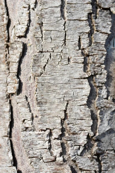Batı Red Cedar Martin Ağaç Kabuğu Detayı Latince Adı Thuja — Stok fotoğraf