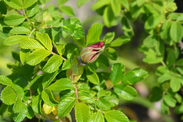 Rugosa Rose Latinské Jméno Rosa Rugosa — Stock fotografie