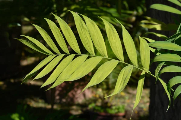 Hojas Palma Bambú Resistentes Nombre Latino Chamaedorea Microspadix —  Fotos de Stock