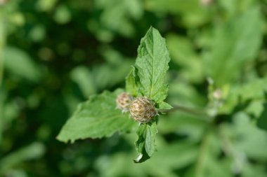 Pembe Bekarlar Düğmesi çiçek tomurcukları - Latince adı - Centaurea pulcherrima