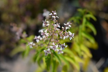 Limon verbena - Latince adı - Aloysia citriodora (Aloysia triphylla)