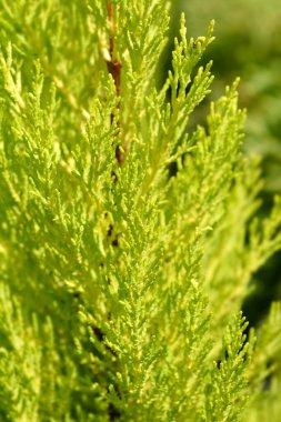 Monterey Cypress Wilma şubesi - Latince adı - Cupressus makrocarpa Wilma