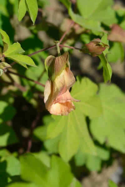 Levante Baumwollblätter Und Blüte Lateinischer Name Gossypium Herbaceum — Stockfoto