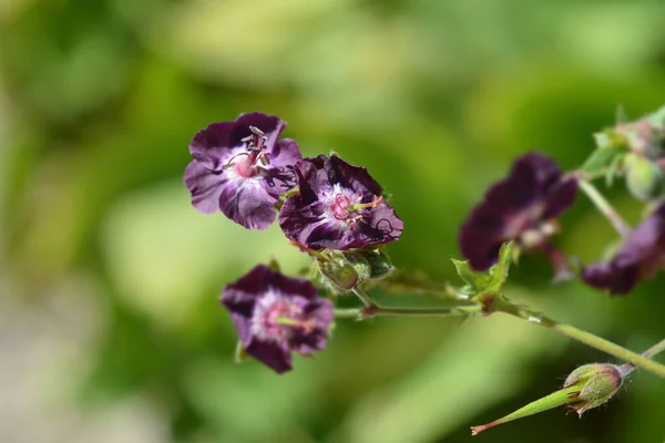 Flores Viuda Negra Nombre Latino Geranium Phaeum — Foto de Stock