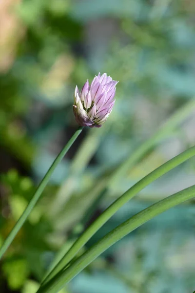 Kwiat Szczypiorek Łacińska Nazwa Allium Schoenoprasum — Zdjęcie stockowe