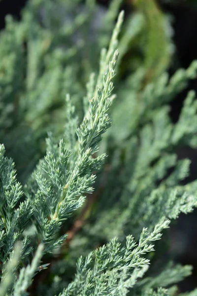 Creeping Blue Chip Zimbro Nome Latino Juniperus Horizontalis Blue Chip — Fotografia de Stock