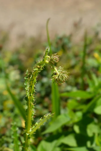 Sonnenblumenknospen Lateinischer Name Berkheya Radula — Stockfoto