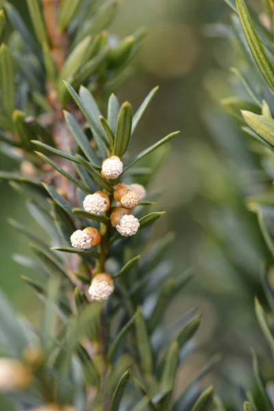 Anglojap Yew Latin Name Taxus Media Hillii — Stock Photo, Image