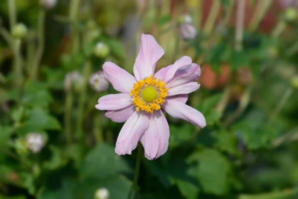 Japonská Sasanka Pretty Lady Emily Latinské Jméno Anemone Hybrida Pretty — Stock fotografie