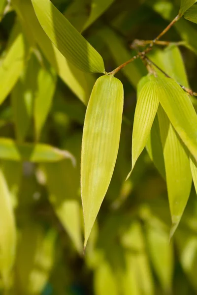 Czarne Liście Bambusa Nazwa Łacińska Phyllostachys Nigra — Zdjęcie stockowe