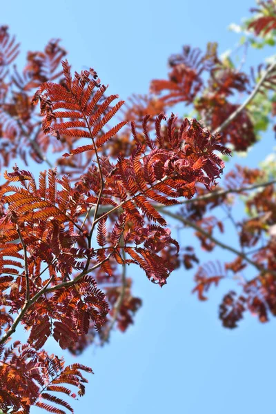 Pek Ağacı Yaz Çikolatası Latince Adı Albizia Julibrissin Yaz Çikolatası — Stok fotoğraf