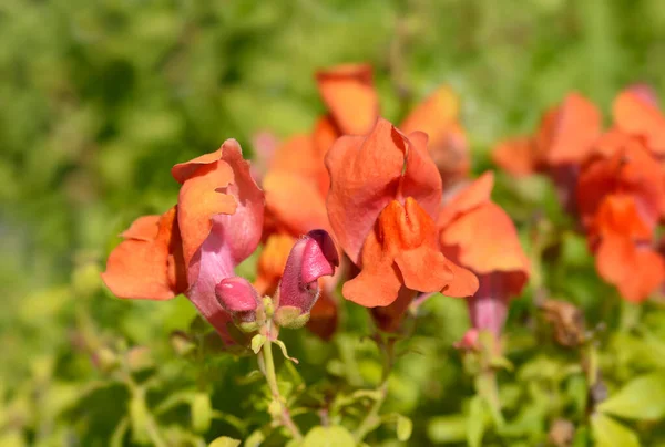 Schnappdrachenblumen Lateinischer Name Antirrhinum Majus — Stockfoto