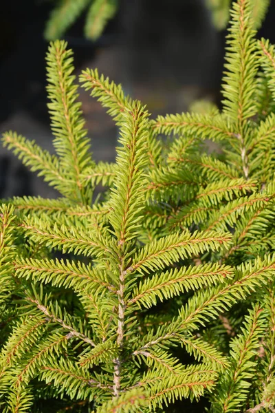 Little Gem Norway Spruce Латинское Название Picea Abies Little Gem — стоковое фото