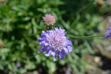 Güvercin huysuz çiçek - Latince adı - Scabiosa columbaria
