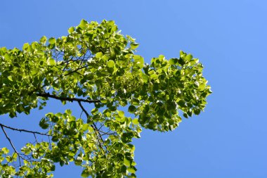 Beyaz kireç yaprakları - Latince adı - Tilia x Euchlora