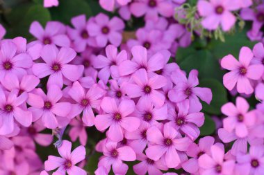 Pembe tahta doru - Latince adı - Oxalis articulata