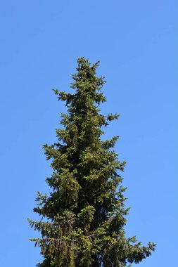 Sırp ladini - Latince adı - Picea omorika