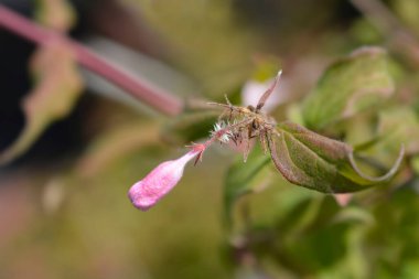 Güzel çalılık tomurcuğu - Latince adı - Kolkwitzia amabilis