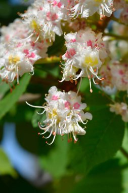 Klasik at kestanesi - Latince adı - Aesculus hipocastanum