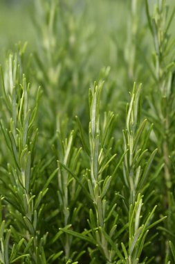 Rosemary yaprakları - Latince adı - Rosmarinus officinalis