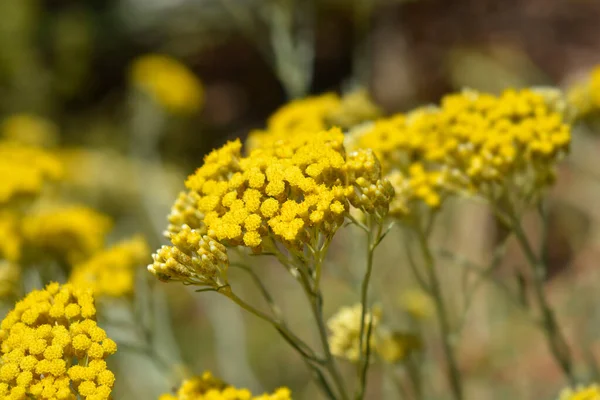 Итальянские Вечные Желтые Цветы Латинское Название Helichrysum Italicum — стоковое фото