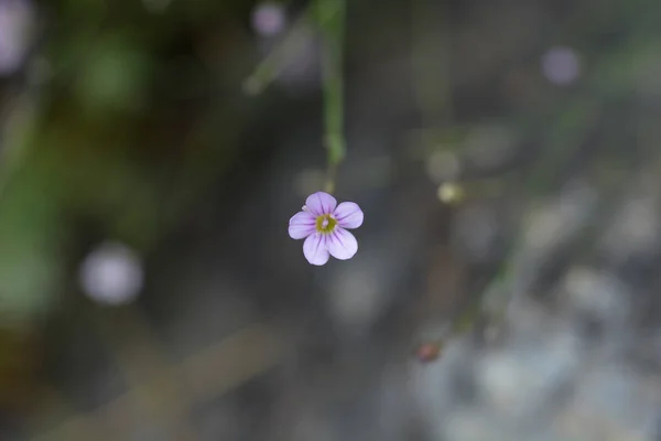 Steinbrech Rosa Kleine Blume Lateinischer Name Petrorhagia Saxifraga — Stockfoto