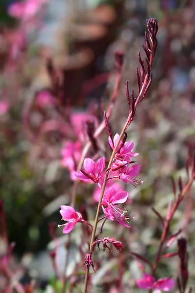 Pink Gaura Latin Név Oenothera Lindheimeri Gaura Lindheimeri — Stock Fotó