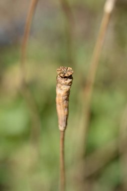 Fas haşhaş tohumu kapsülü - Latince adı - Papaver atlantikum