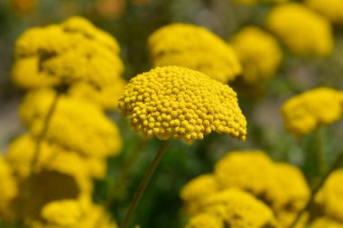 Altın tepsi çiçekleri - Latince adı - Achillea filipendulina Gold plakası