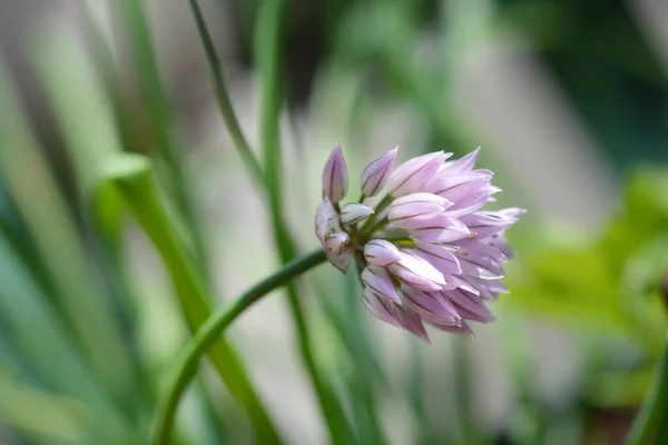 Flor Cebollino Nombre Latino Allium Schoenoprasum —  Fotos de Stock