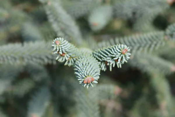 Blauwe Spaanse Fir Tak Latijnse Naam Abies Pinsapo Glauca — Stockfoto