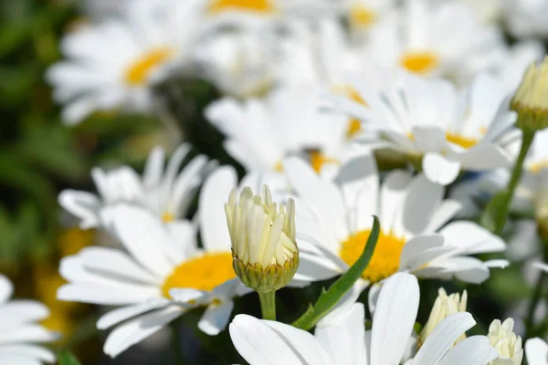 샤스타 데이지 라틴어 Leucanthemum Maximum — 스톡 사진